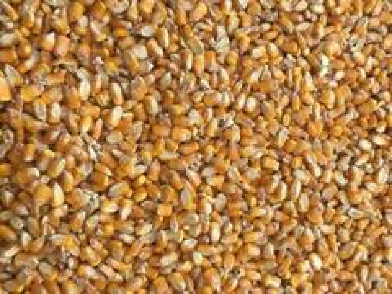 正大3322：西北春玉米的新希望，增产增收的绿色选择- 一亩田