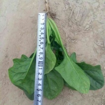 黑叶菠菜15~20厘米