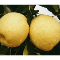 砀山梨450~500g光果