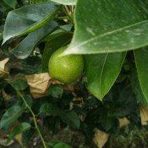 翠冠梨200~250g纸加膜