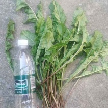 蒲公英大青叶。现挖鲜菜。可做蒲公英茶叶，冷冻碎菜