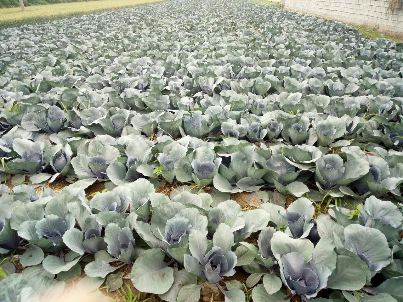 紫甘定甘蓝种植基地,展示其在田间生长的整齐度和色泽表现 紫甘定种植基地