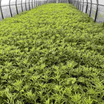 云南精藜蒿产地直供品质保障