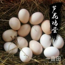 五农土鸡蛋食用50~60g
