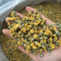 野菊花