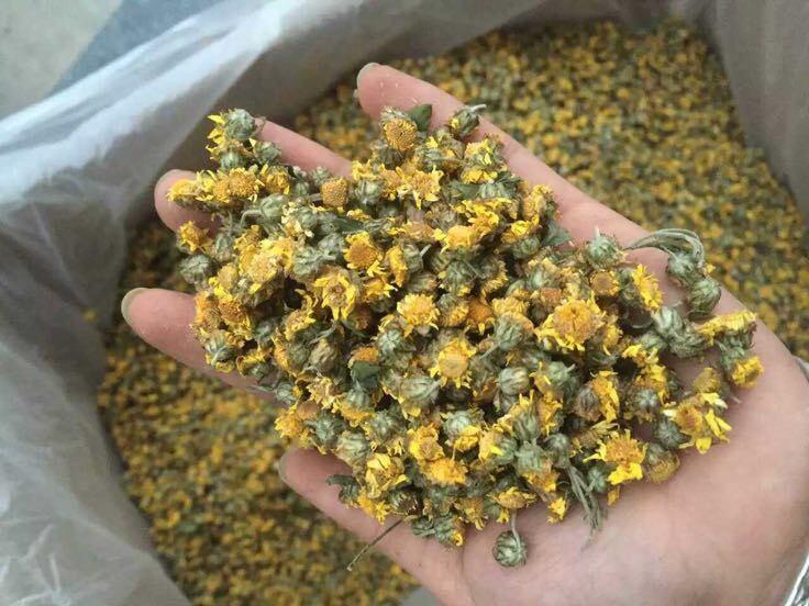 野菊花泡水饮用图