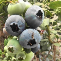 莒县蓝莓大量上市