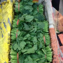 大叶菠菜20~25厘米