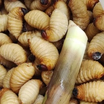 竹笋虫