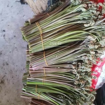 新鲜蕨菜。