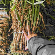 河南铁杆大葱