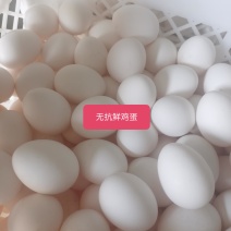 无抗鲜鸡蛋