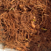 白芨芽头发货，漂亮新鲜！