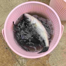 出售鲈鱼8量至1.3斤，价格8块