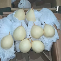 河北水晶鸭梨货源齐全，质量有保证，大量现货，一手货源