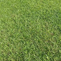 马尼拉台湾草草坪草兰引三号混播草货品充足量大从优