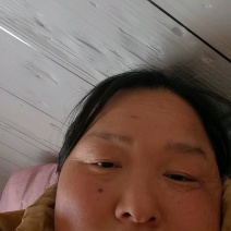 苦蝶子一代代发，去根净菜冰鲜发货2026现货现发