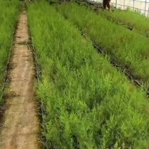 杂交一代芦笋苗易管理好种植生长迅速回报快经济价值高