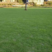 台湾草