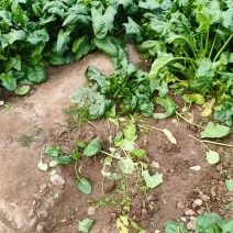 当地大菠菜口感好质量杠杠的，***********联系我