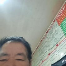 桑树种、大叶桑种