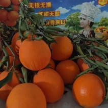【秭归脐橙】品种齐全一手货源支持视频看货可代发全国