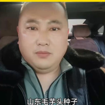 山东毛芋头种子预定，产量高30%，一亩多赚2000元！