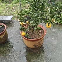 黄金贡柚苗，象山青苗，春香柚苗，