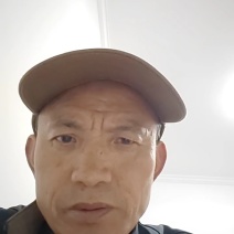 木荷袋苗，根系发达，成活率高