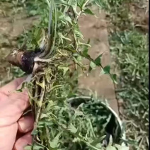 大棚采摘中，新鲜货源充足