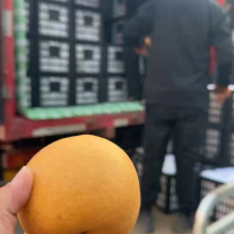 精品秋月梨发车中，物美价廉黑龙江！