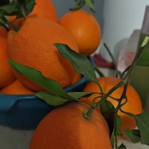 橙子.纽荷尔.长虹.九月红果冻橙产地一手货源，现摘现发