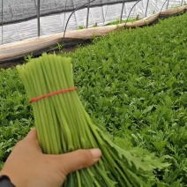 精品茼蒿，自家产地直发