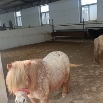 可骑乘矮马