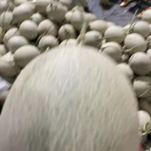 网纹脆甜，价格美丽，货量充足