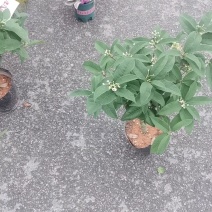 四季桂花树苗庭院阳台盆栽室外室内绿植浓香型盆景客厅耐寒耐