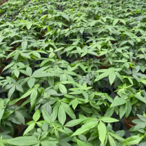 100单杆规格发财树