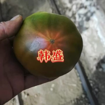 西红柿硬粉西红柿大红西红柿口感西红柿传奇西红柿
