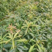 广西木荷苗，大量上市成活率高，欢迎咨询