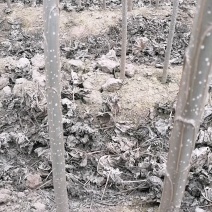 杨树107速生杨，1-3公分，2-5米，量大从优