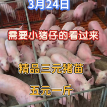 实力供货商三元仔猪提供装车服务价格合理对接全国