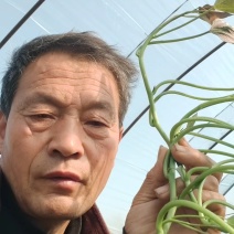 脱毒原种龙薯九，大田龙九，凉风4天，基地供苗