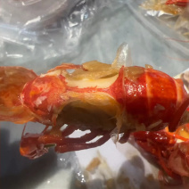 潜江古法小龙虾地摊电商批发清水小龙虾液氮锁鲜小龙虾