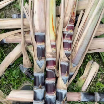 广西黑皮甘蔗苗黑皮甘蔗种黄皮甘蔗苗免费技术交流