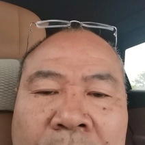 半枫荷嫁接苗，各种规格常年供应大量有货
