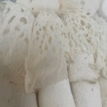 红托竹荪花，品质保证，产地直发，价格优惠，实力商家