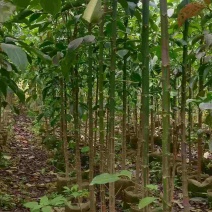 1-18分秋枫待售🌹
