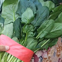 菠菜价格**便宜，快来抢购！