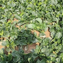 精品菠菜，质优价廉，大量供应中，全国发货