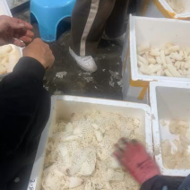 精选竹荪断条肉质厚实鲜香浓郁大量现货供应
